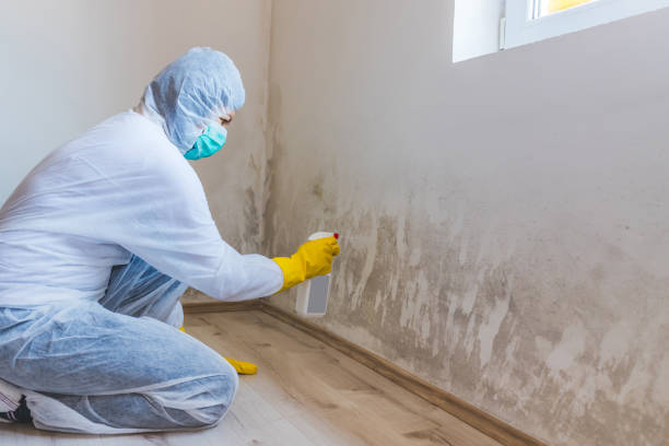 Licensed Mold Removal service in Wellesley, MA - WQB Mold Removal