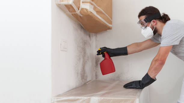 Professional Mold Removal technician working in Wellesley, MA