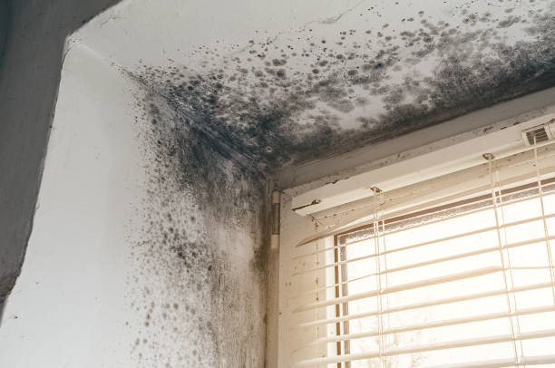 Affordable Mold Removal solutions in Wellesley, MA